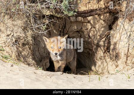 Wildes junges Baby Rotfuchskuppe (Vulpes vulpes), das die Welt erkundet. Amsterdamse Waterleiding Duinen in den Niederlanden. Stockfoto