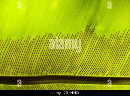 Fern mit Sporen auf der Unterseite Stockfoto