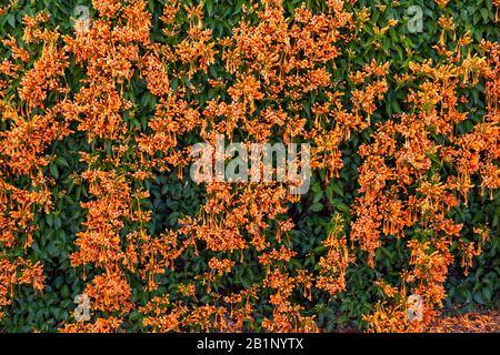 Orange Trompete Vine (Pyrostegia venusta) ist einer der spektakulärsten Winterblütenkletterer, die man findet und wird manchmal Flammenrebe genannt Stockfoto