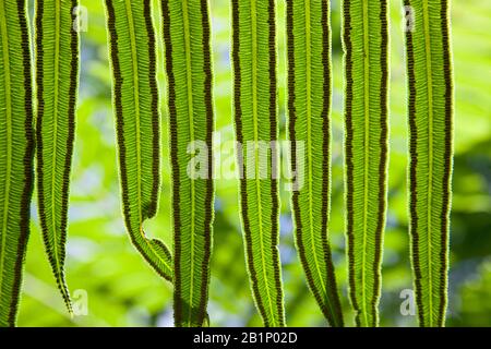 Fern mit Sporen auf der Unterseite Stockfoto