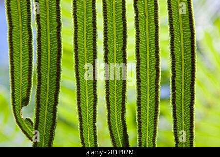 Fern mit Sporen auf der Unterseite Stockfoto