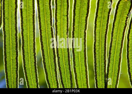 Fern mit Sporen auf der Unterseite Stockfoto