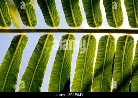 Fern mit Sporen auf der Unterseite Stockfoto