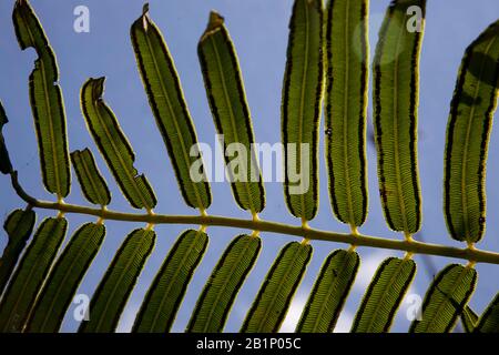 Fern mit Sporen auf der Unterseite Stockfoto