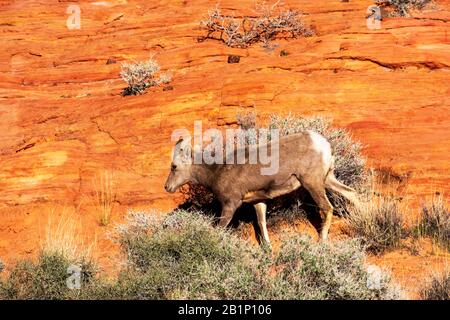 Wüstenbuschschafe, Ovis canadensis nelsoni, spazieren durch die Wüstenlandschaft zwischen Kreosotenpflanzen im Valley of Fire State Park. Das Tier ist das Stockfoto