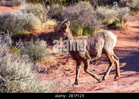 Wüstenbuschschafe, Ovis canadensis nelsoni, wandern durch felsige und Wüstenlandschaft zwischen Kreosote-Büschen im Valley of Fire State Park. Die Anim Stockfoto