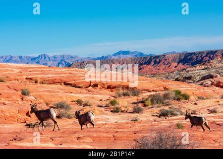 Herde von Wüstenbuschschafen, Ovis canadensis nelsoni, spaziert durch die Wüstenlandschaft des Valley of Fire State Park mit Bergen unter einem blauen s Stockfoto