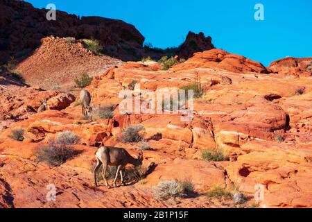 Herde von Wüstenbuschschafen, Ovis canadensis nelsoni, grazes on Valley of Fire State Park felsige und Wüstenlandschaft unter blauem Himmel. Stockfoto