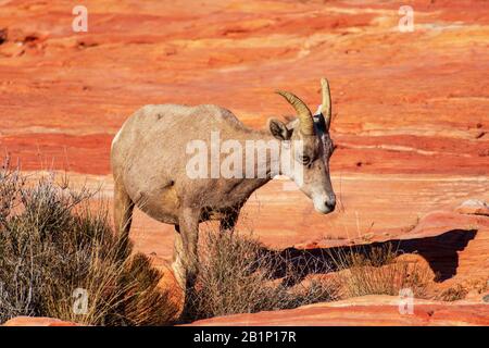 Große Augen mit den Schafen der Wüsten, Ovis canadensis nelsoni, grazen auf felsiger und wüstener Landschaft im Valley of Fire State Park. Das Tier ist der Beamte Stockfoto