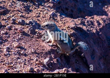 Porträt des alarmierten Antilopen-Gleithörnchens mit Streifen auf Wüstenrock. Stockfoto