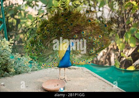Schöner Pfau. Pfau mit seinem Schwanz, Pfau mit ausgebreiteten Flügeln im Profil. Stockfoto