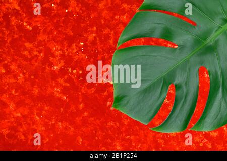 silver stripe philodendron Live Philodendron Hederaceum main image 0