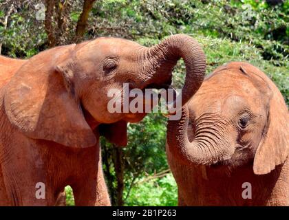 Zwei junge Elefantenrümpfe in der Waisen-Elefantenkrippe im Nairobi National Park. (Loxodonta africana) Stockfoto