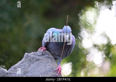 Schwangere weibliche Taube, die im Sommertag mit Mohn nisten Stockfoto