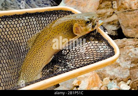 Eine netzierte Westhope Cutthroat Forelle, gefangen auf einer schwarzen stonefly trockenen Fliege, in Rock Creek, oberhalb von Gillies Bridge, im Granite County, Montana Stockfoto
