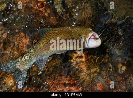 Regenbogenforelle, die auf einer nassen Fliege mit Pheasant Thorax gefangen wurde. Valley of the Moon, Rock Creek, in Granite County, Montana. Stockfoto