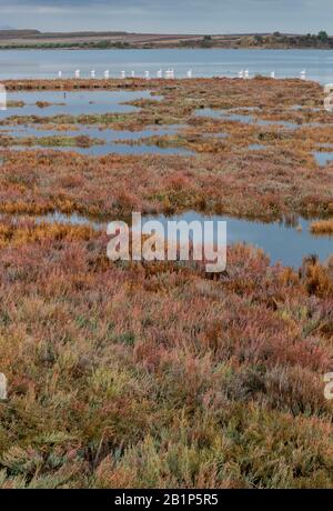 Herbstsalzmarschen, mit einer Gruppe Größerer Flamingo, Phönicopterus roseus, in der salzhaltigen Lagune, Griechenland. Nationalpark des Nestos-Deltas und der Seen Vistonida Stockfoto