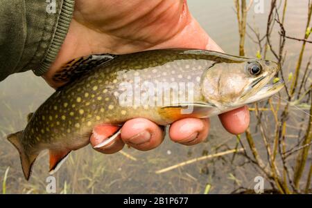 Eine Bachforelle, die auf einem braunen pesca A eine mosca-weiche nasse Fliegen in einem Biberteich am Upper Willow Creek, Granite County, Montana gefangen wurde Stockfoto