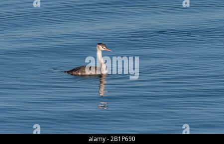 Große gemusterte Grebe, Podizeps Cristatus, Schwimmen und Angeln auf dem See, im frühen Wintergefieder. Stockfoto