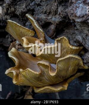 Pilz wächst auf verrottendem Baum Stockfoto