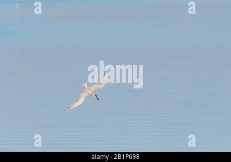 Sandwich tern, Thalasseus sandvicensis, im Flug, Tauchen; Überwintern in Griechenland. Stockfoto