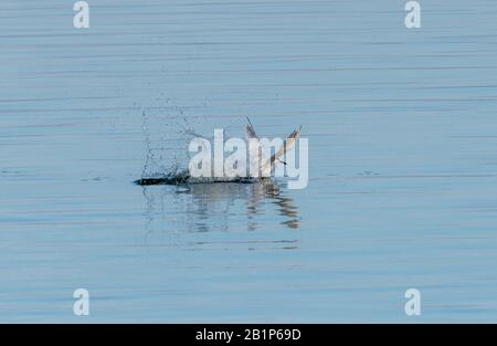 Sandwich tern, Thalasseus sandvicensis, im Flug, Start nach dem Tauchgang; Überwinterung in Griechenland. Stockfoto