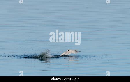 Sandwich tern, Thalasseus sandvicensis, im Flug, Start nach dem Tauchgang; Überwinterung in Griechenland. Stockfoto