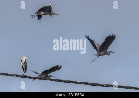 Gruppe der Graureiher, Ardea cinerea, die aus dem Telefonkabel abnimmt. Stockfoto