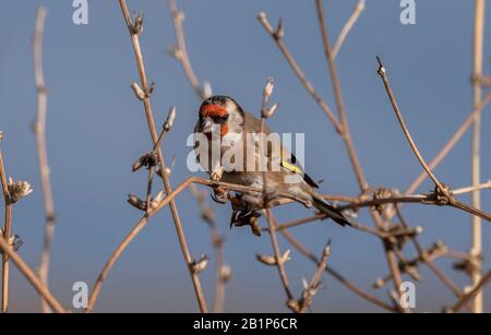 Europäischer Goldfinch, Carduelis Carduelis, der sich im frühen Winter von trockenen Samen ernährt. Stockfoto