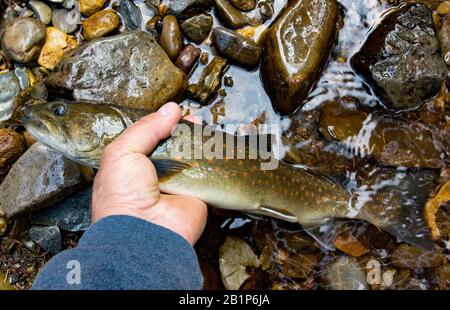 Eine Bullenforelle, die auf der oberen Strecke der East Fork des Rock Creek im Granite County in den westlichen Rocky Mountains von Montana gefangen wurde. Stockfoto