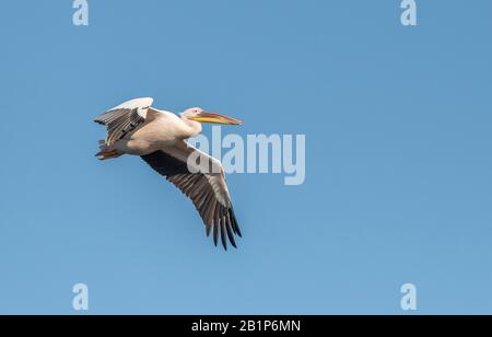 Großer weißer Pelikan, Pelecanus onocrotalus, im Flug im Nordosten Griechenlands, Herbst. Stockfoto