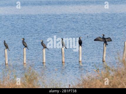 Gewöhnliche Cormorane, Phalacrocorax carbo, stachelten auf einer Linie von Pfosten in See. Griechenland. Stockfoto