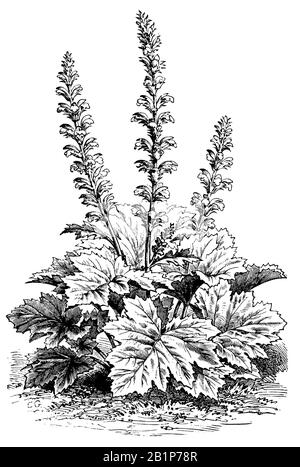 Bärenbreschen, Bärenfuß oder Austernpflanze, Acanthus mollis, anonym (Botanikbuch, 1889) Stockfoto