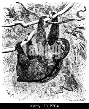 Dreitochiger Faultier, Bradypus tridactylus, F. Specht, C.G. Specht (Naturgeschichtsbuch, 1886) Stockfoto