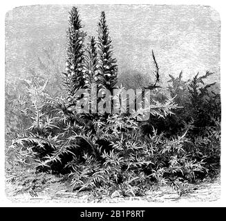 Bärenbreschen, Bärenfuß oder Austernpflanze, Acanthus mollisAcanthus spinosissimus, (Botanikbuch, 1888) Stockfoto