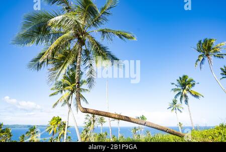 Atemberaubender Blick auf eine gebogene Palme auf der wunderschönen Insel Corregidor, Philippinen. Stockfoto