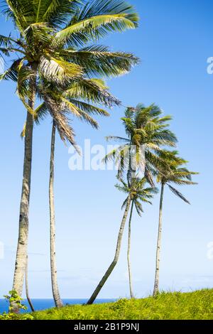 Atemberaubender Blick auf eine gebogene Palme auf der wunderschönen Insel Corregidor, Philippinen. Stockfoto