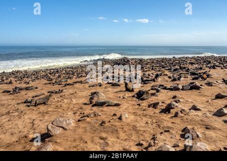 Große Kolonie von braunem Fell Dichtung in Cape Cross, Safari in Namibia Wildlife Stockfoto