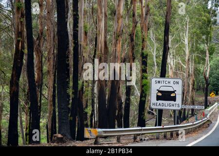 Australische Bushfire Nachwirkungen und Erholung. Nur wenige Wochen nach den verheerenden Bränden kehrt Grün in die Gegend zurück. Kings Highway, Clyde Mountain, NSW. Stockfoto