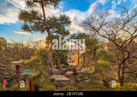 Ueno, japan - 02. januar 2020: Japanische Pinienband mit Burlap, die sie in einen Kreis bindet, der den Mond in der Kiyomizu Kannon Halle des Ueno Parks beschwört, Stockfoto