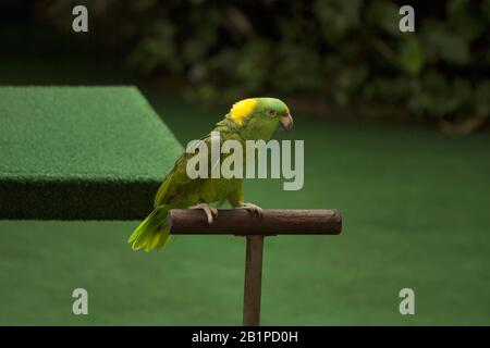 Gelb gehauener amazonenpapagei, Amazone auropalliata, Jurong Bird Park, Singapur Stockfoto