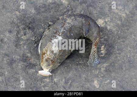 Schwarzer Pufferfisch an Ufer gespült, Kovalam, Kerala, Indien Stockfoto