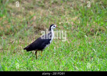 Weiße reißige Wasserhühne, Amaurornis phoenicurus, Central Park, Salt Lake, Kalkata, Westbengalen, Indien Stockfoto