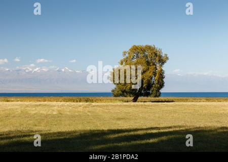 Einsamer Laubbaum am Ufer des Issyk-Kul-Sees, Südufer Stockfoto