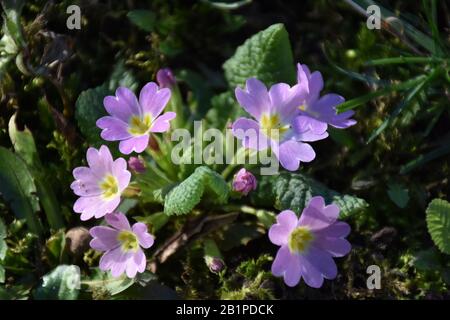 Lila kleine Blumen in Gras und Blättern Stockfoto