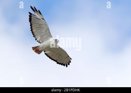 Augur Buzzard im Flight Bale Mountains Äthiopien Stockfoto