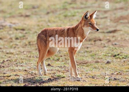 Junger äthiopischer Wolf in den Bale Mountains Äthiopien Stockfoto