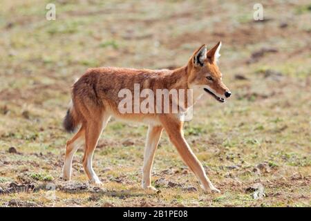 Junger äthiopischer Wolf in den Bale Mountains Äthiopien Stockfoto