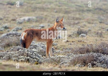 Junger äthiopischer Wolf in den Bale Mountains Äthiopien Stockfoto