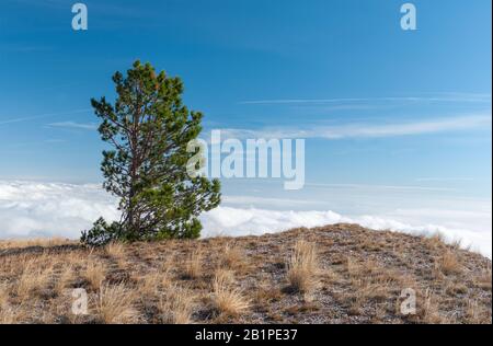 Herbstliche Landschaft mit einsamem Kiefernbaum auf dem Babuhan Yaila Naturreservat auf der Halbinsel Krim Stockfoto